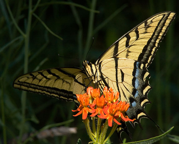 Two-tailed Swallowtail Papilio multicaudata Butterfly