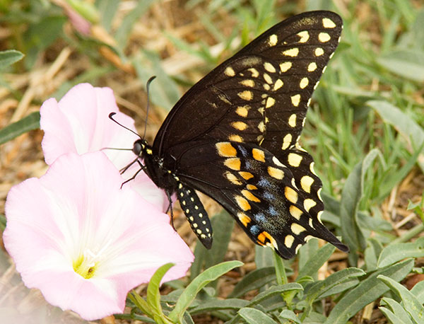 Black Swallowtail Papilio polyxenes Butterfly