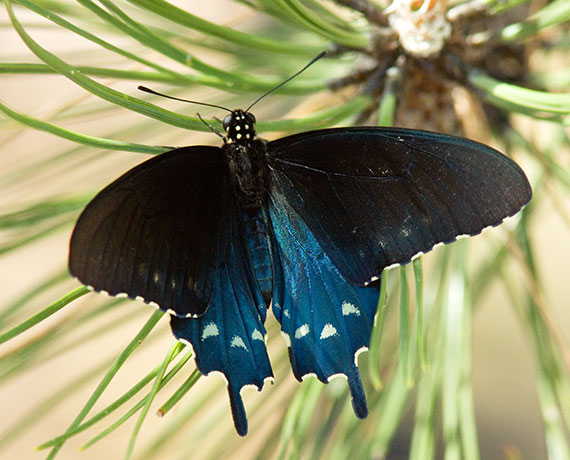 Pipevine Swallowtail Battus philenor Butterfly 
