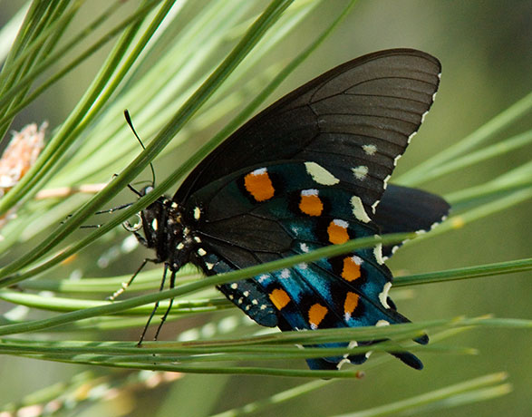 Pipevine Swallowtail Battus philenor Butterfly 