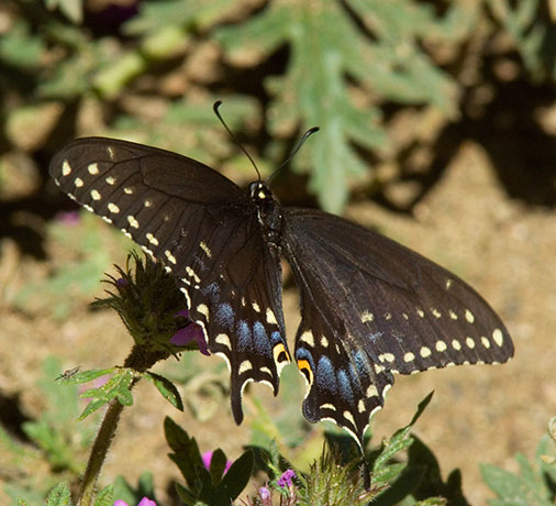 Pipevine Swallowtail Battus philenor Butterfly 