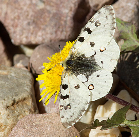Rocky Mountain Parnassian Phoebus Parnassian Parnassian smintheus Parnassius phoebus ssp. smintheus Butterfly