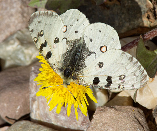 Rocky Mountain Parnassian Phoebus Parnassian Parnassian smintheus Parnassius phoebus ssp. smintheus Butterfly