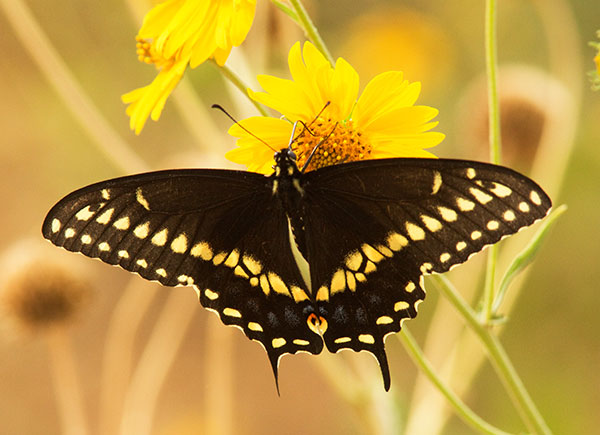 Black Swallowtail Papilio polyxenes Butterfly