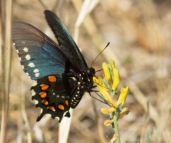 Pipevine Swallowtail Battus philenor Butterfly 