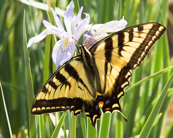 Western Tiger Swallowtail Papilio rutulus Butterfly