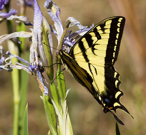 Western Tiger Swallowtail Papilio rutulus Butterfly
