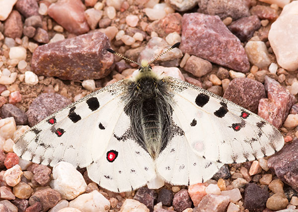 Rocky Mountain Parnassian Phoebus Parnassian Parnassian smintheus Parnassius phoebus ssp. smintheus Butterfly