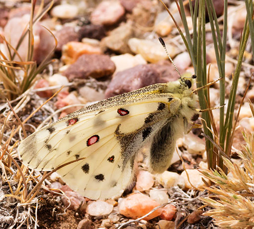 Rocky Mountain Parnassian Phoebus Parnassian Parnassian smintheus Parnassius phoebus ssp. smintheus Butterfly