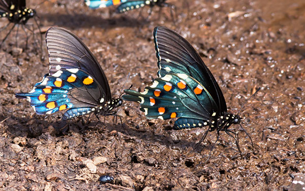 Pipevine Swallowtail Battus philenor Butterfly 