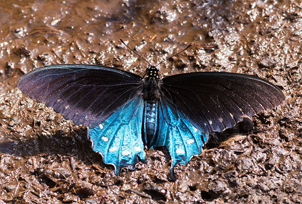 Pipevine Swallowtail Battus philenor Butterfly 