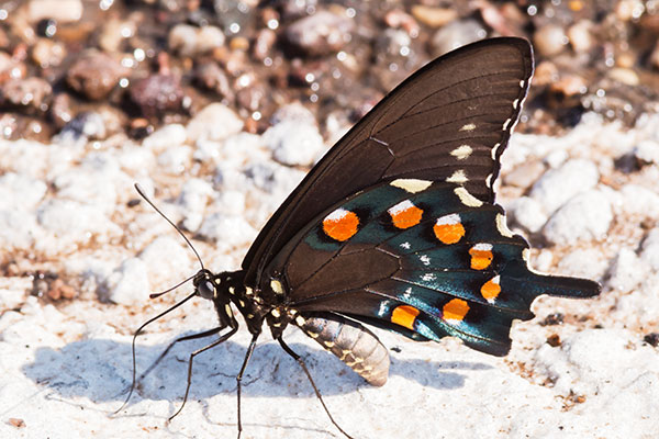 Pipevine Swallowtail Battus philenor Butterfly 