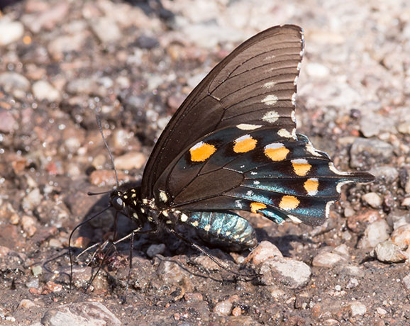 Pipevine Swallowtail Battus philenor Butterfly 
