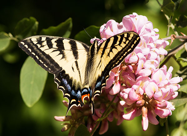 Western Tiger Swallowtail Papilio rutulus Butterfly