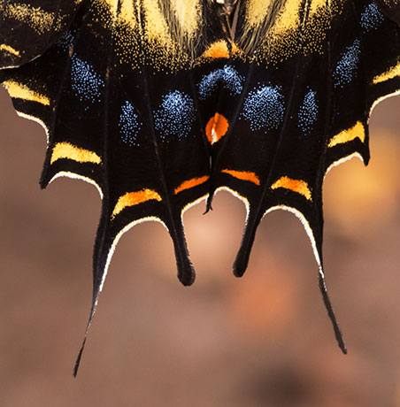 Two-tailed Swallowtail Papilio multicaudata Butterfly