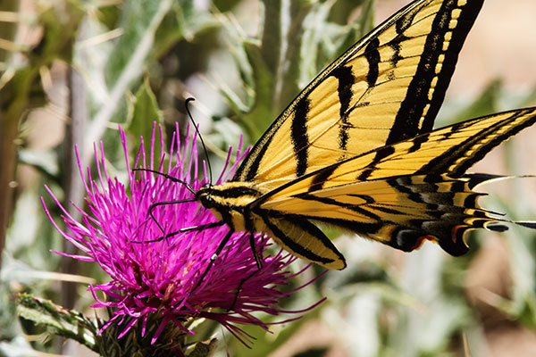 Two-tailed Swallowtail Papilio multicaudata Butterfly
