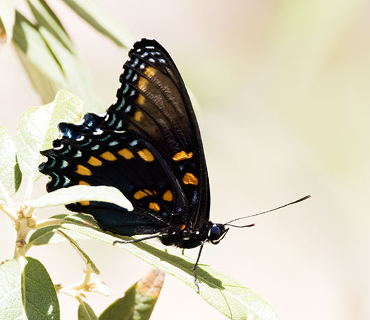 Pipevine Swallowtail Battus philenor Butterfly 