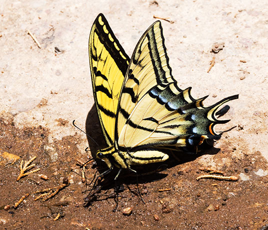 Two-tailed Swallowtail Papilio multicaudata Butterfly