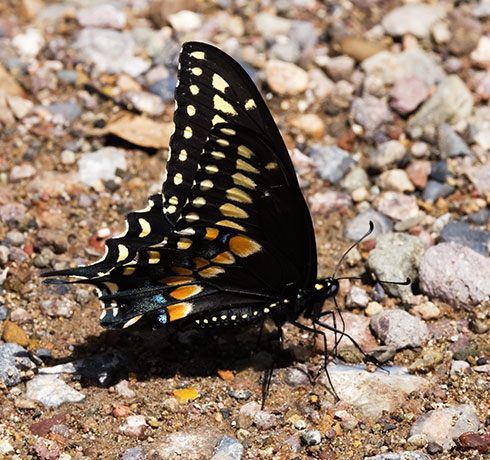 Black Swallowtail Papilio polyxenes Butterfly