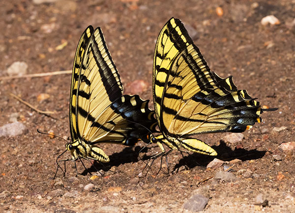 Two-tailed Swallowtail Papilio multicaudata Butterfly