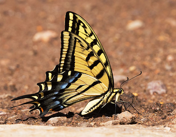 Two-tailed Swallowtail Papilio multicaudata Butterfly