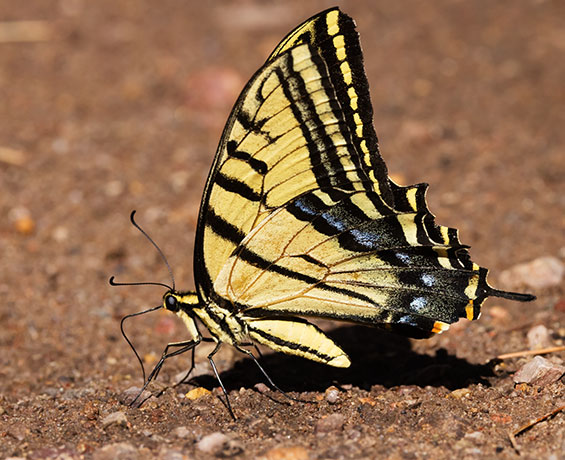 Two-tailed Swallowtail Papilio multicaudata Butterfly