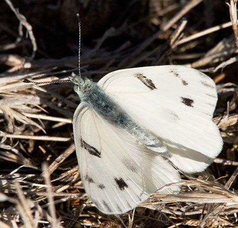 Checkered White Pontia protodice Butterfly