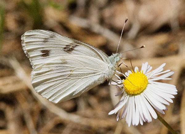 Checkered White Pontia protodice Butterfly