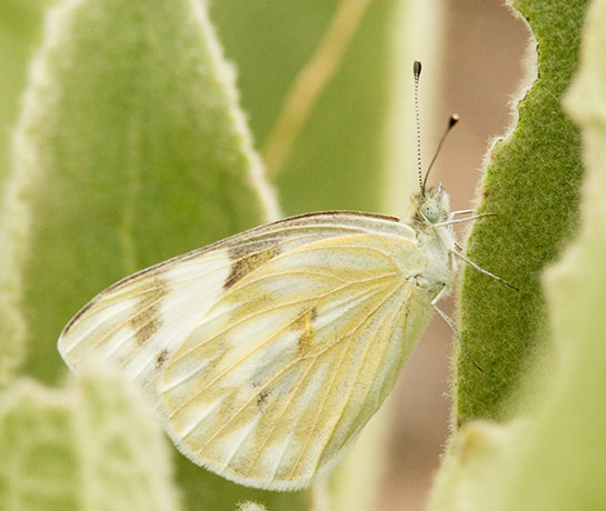 Checkered White Pontia protodice Butterfly