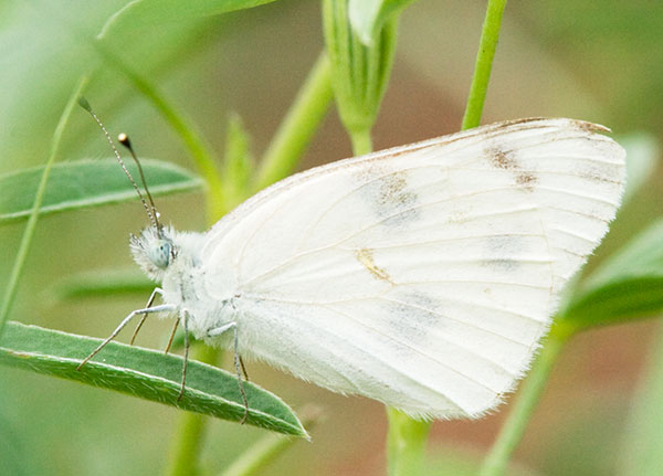 Checkered White Pontia protodice Butterfly