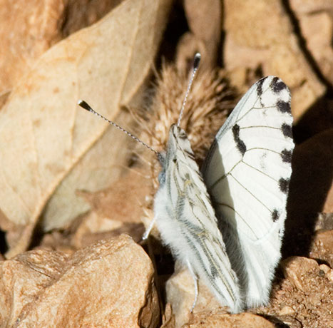Spring White Pontia sisymbrii Butterfly 