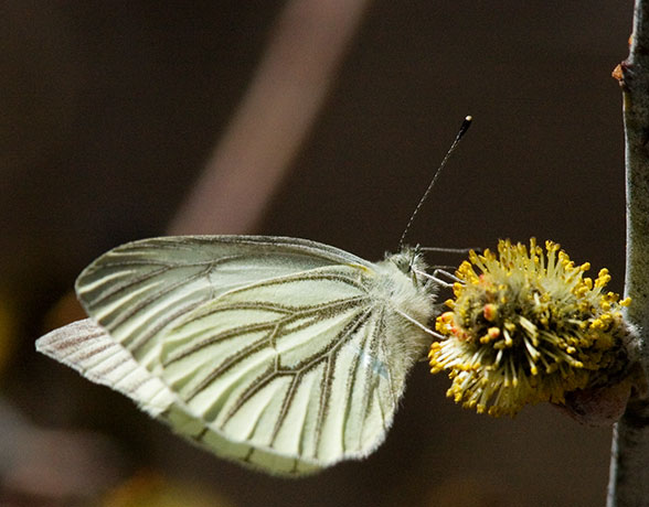 Mustard White Pieris napi Butterfly 