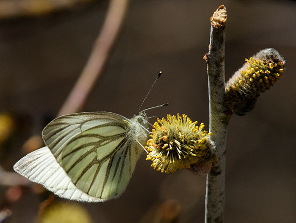 Mustard White Pieris napi Butterfly 