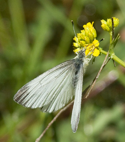 Mustard White Pieris napi Butterfly 