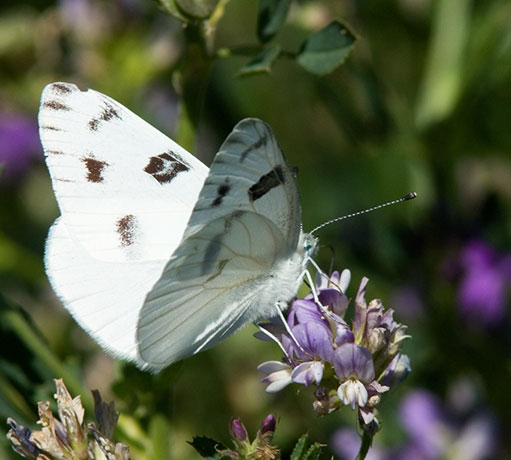 Checkered White Pontia protodice Butterfly