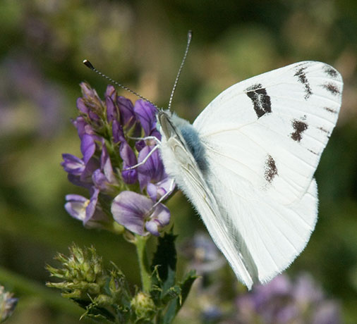 Checkered White Pontia protodice Butterfly