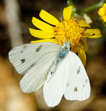 Checkered White Pontia protodice Butterfly