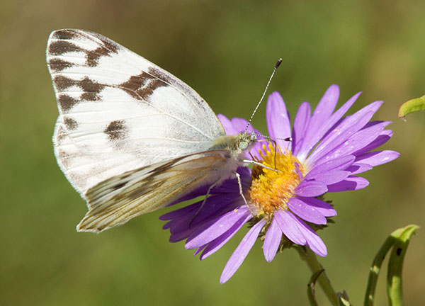 Checkered White Pontia protodice Butterfly