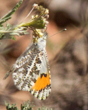 Sara Orangetip Anthocharis sara Butterfly