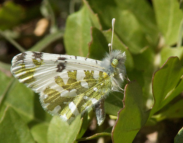 Desert Pearly Marble Euchloe hyantis lotta Butterfly