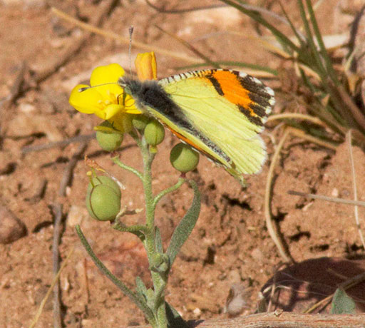 Pima Desert Orangetip Anthocharis cethura pima Butterfly
