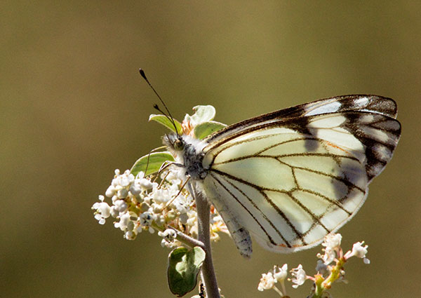 Pine White Neophasia menapia Butterfly