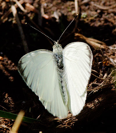 Mustard White Pieris napi Butterfly 