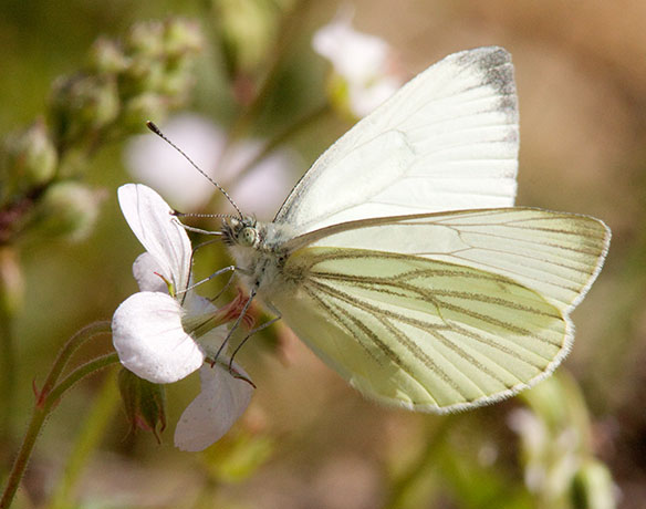 Mustard White Pieris napi Butterfly 