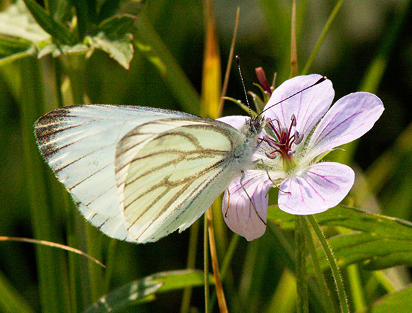 Mustard White Pieris napi Butterfly 