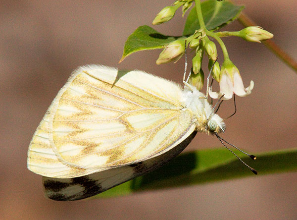 Checkered White Pontia protodice Butterfly
