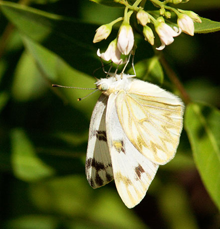 Checkered White Pontia protodice Butterfly