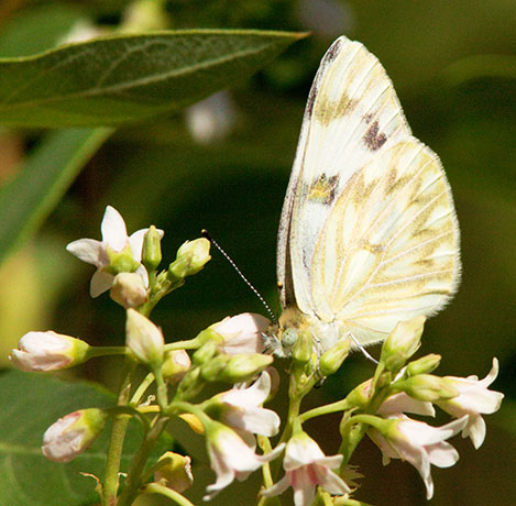 Checkered White Pontia protodice Butterfly