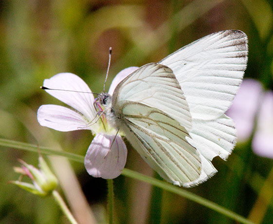 Mustard White Pieris napi Butterfly 