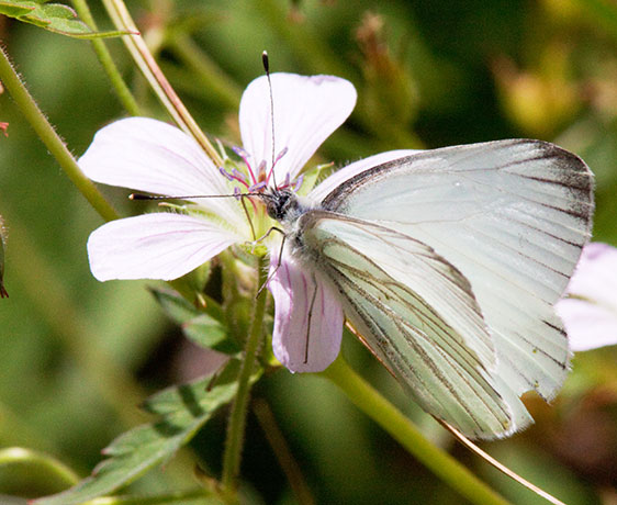 Mustard White Pieris napi Butterfly 
